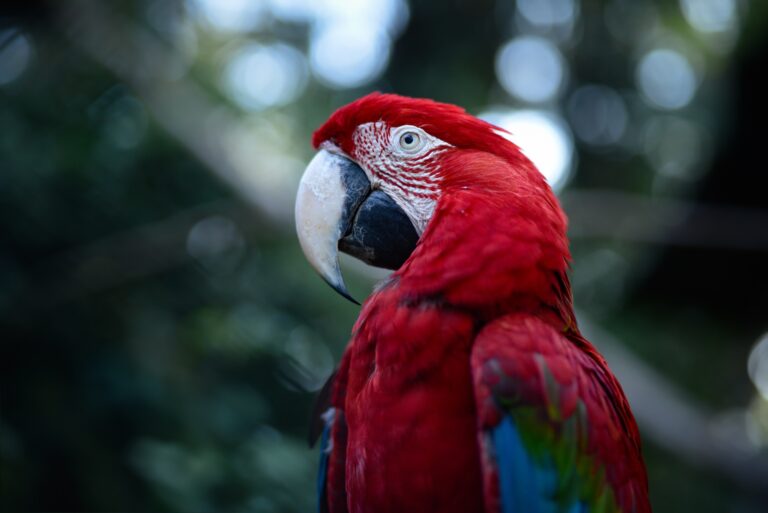 Birds and Small Animals