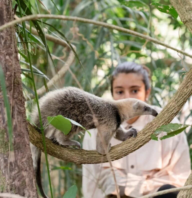 Volunteer with a tamandua