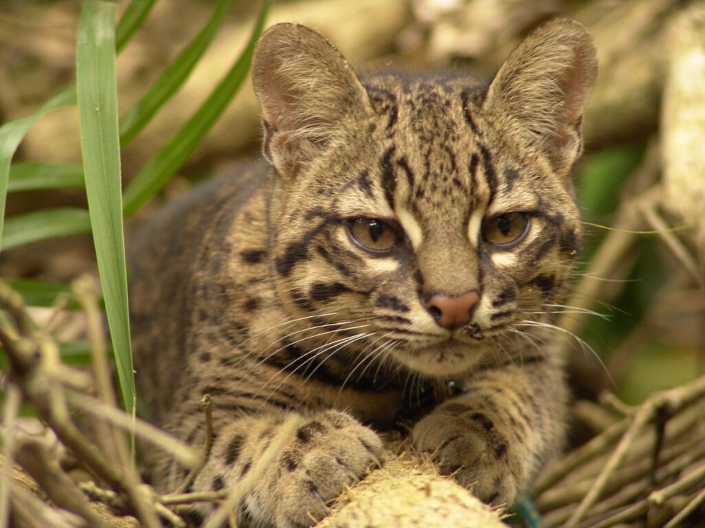 Mariano y los gatitos