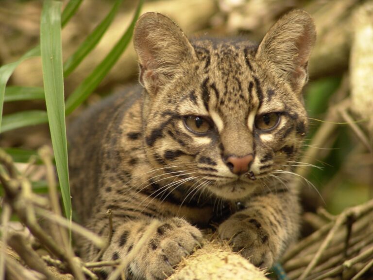 Mariano y los gatitos
