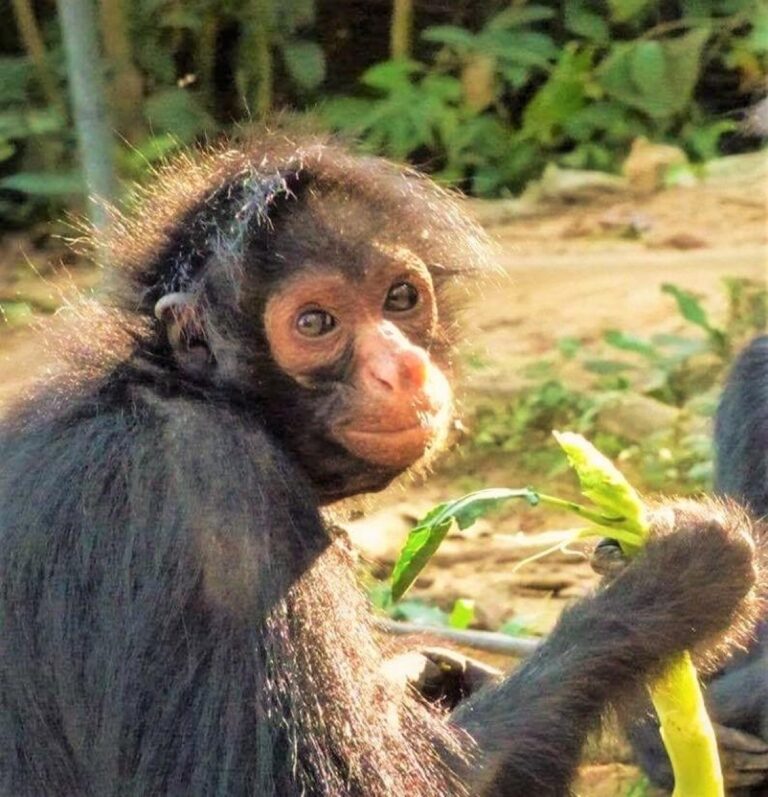 Negra
