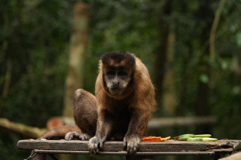 Capuchin Monkey Areas