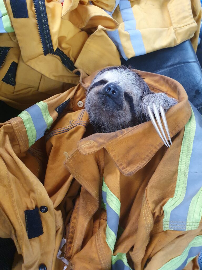 A sloth rescued from the fires, wrapped in firefighter jackets