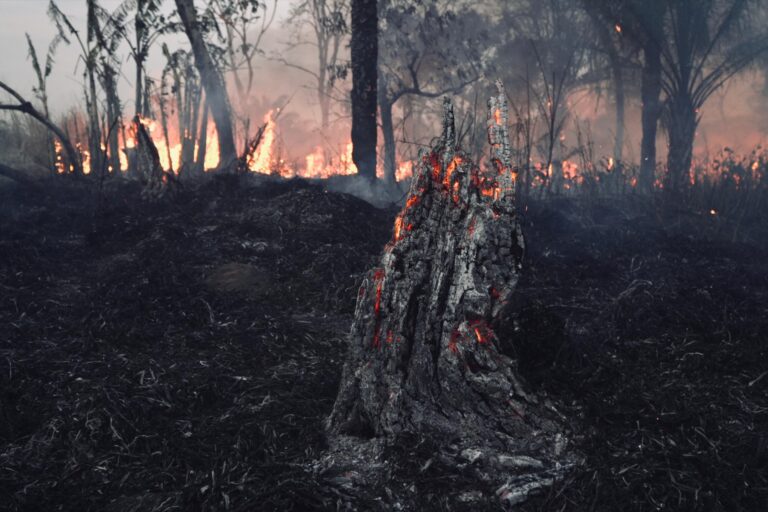 The forest after the fire