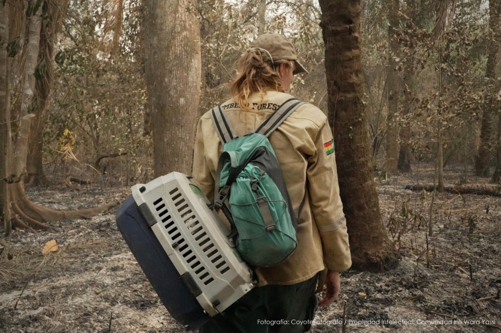 Wildlife rescue in burnt forest after the fires